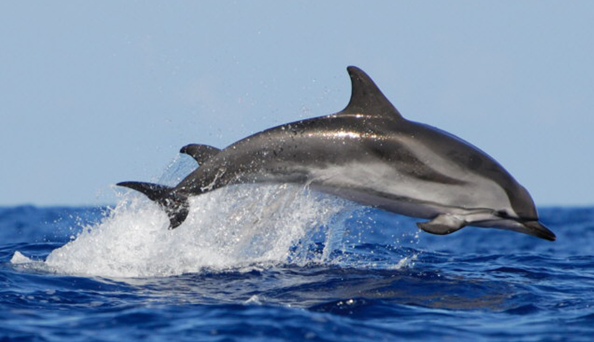 Dolphin Tour